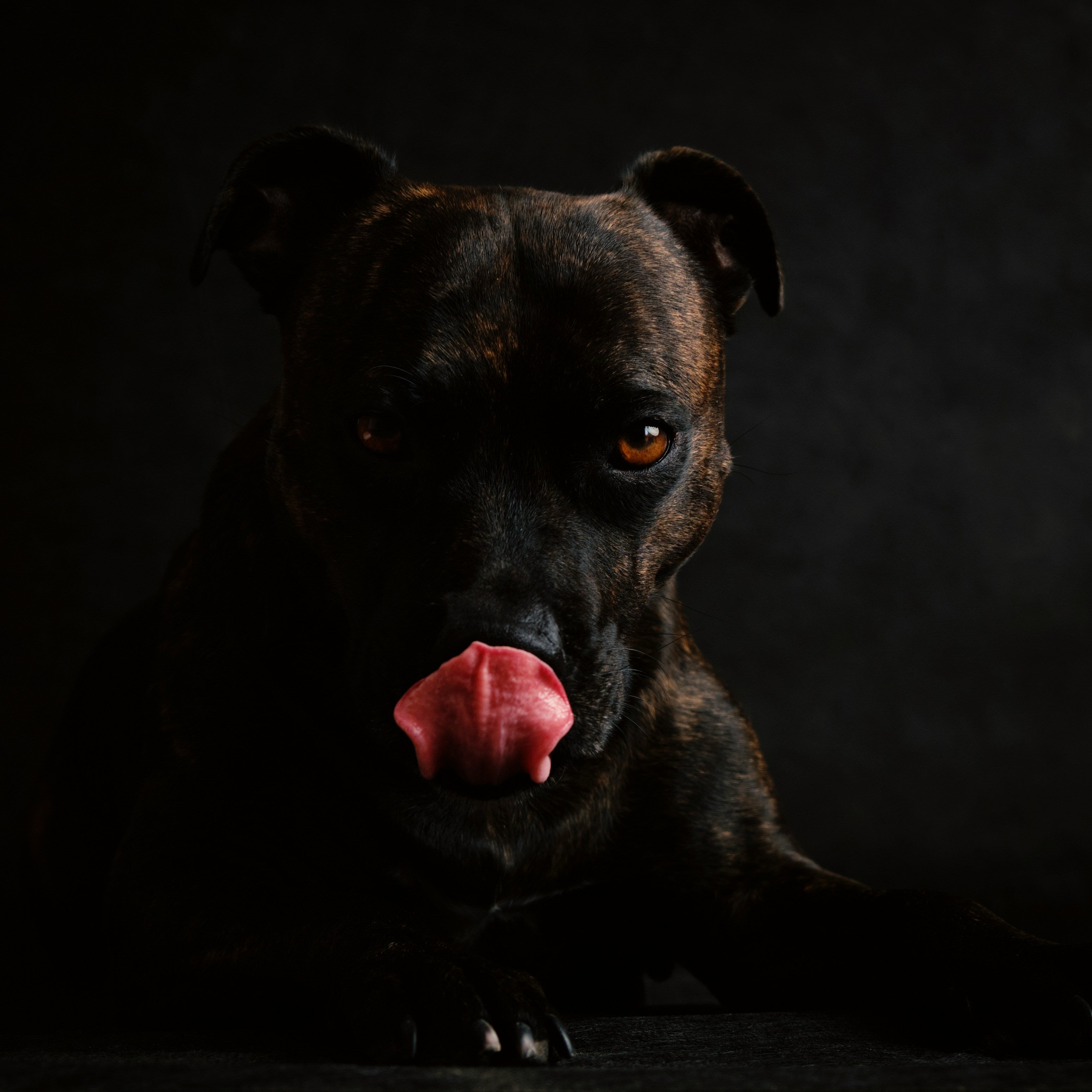 The Canine Edit