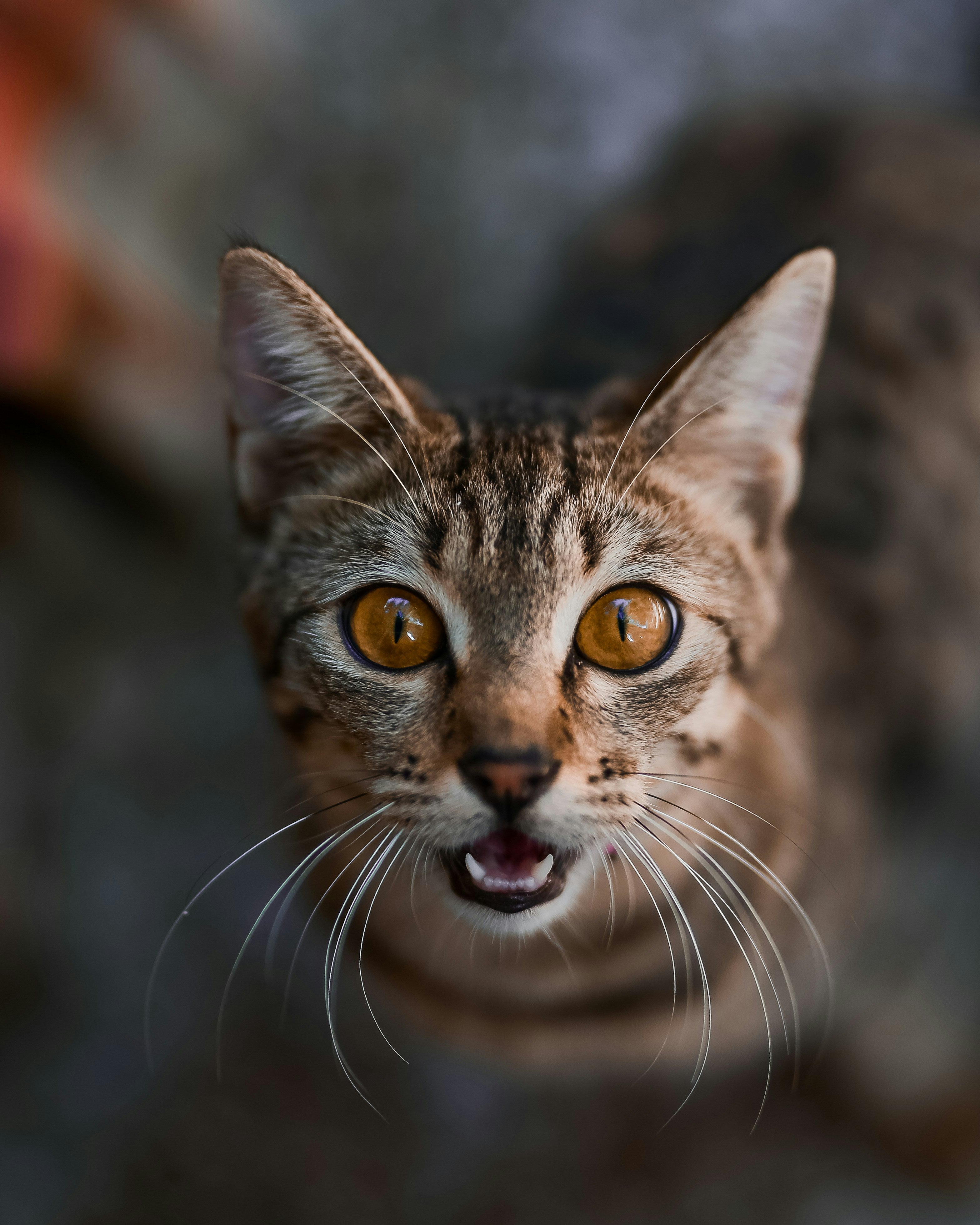 The Feline Edit